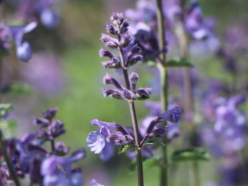 Котовник Nepeta faassenii Walker's Low