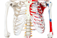 Модель скелета с мышцами