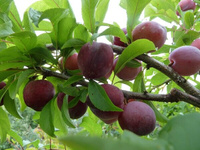 Алыча Prunus divaricataм Субхи ранняя (6 лет)