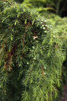 Можжевельник Juníperus Oblonga Pendula (1,3-1,5м/С10)